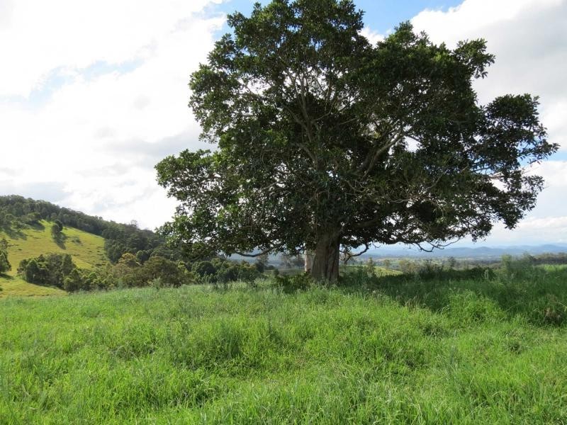 Lot 209, 5691 The Bucketts Way, Burrell Creek NSW 2429