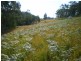 Strathcedar NSW 2429