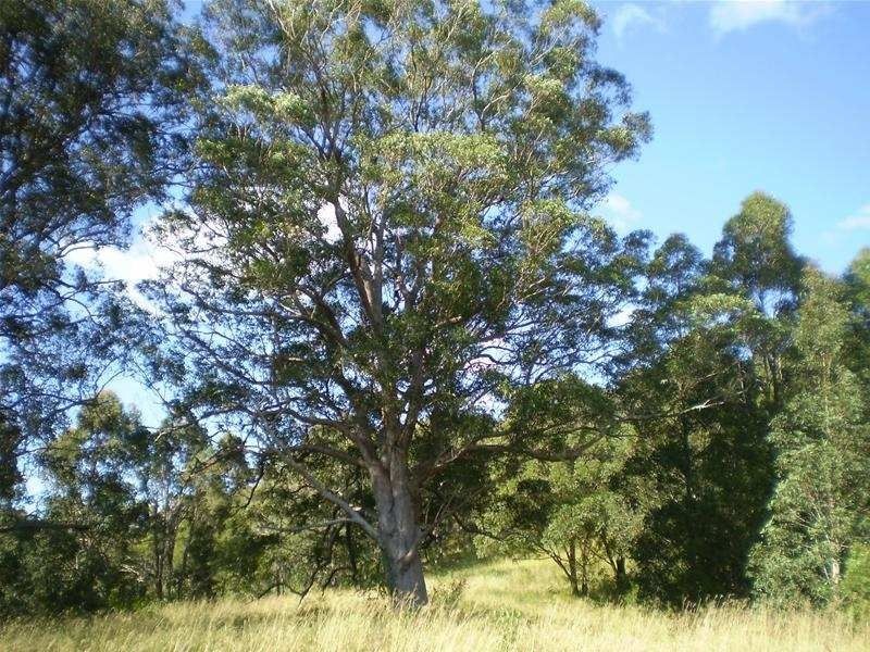 Strathcedar NSW 2429
