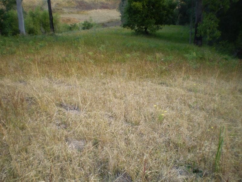 Strathcedar NSW 2429
