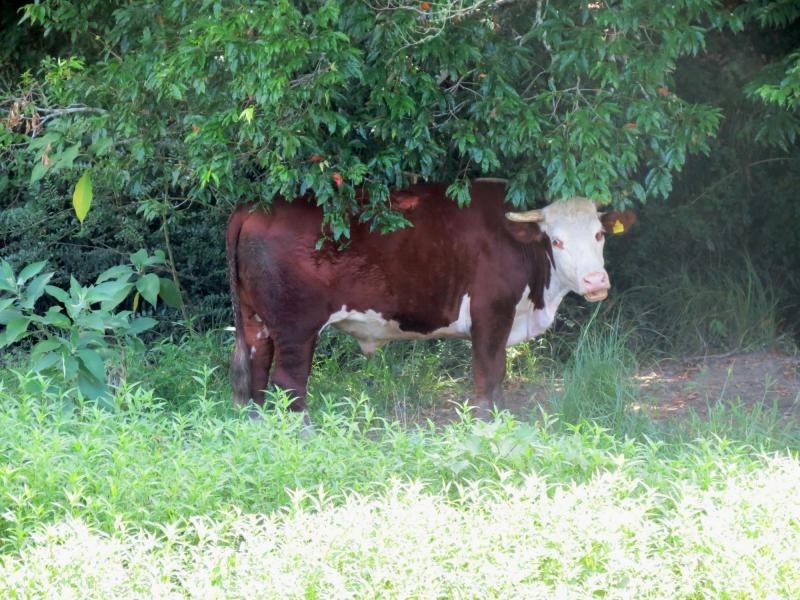 Mooral Creek NSW 2429