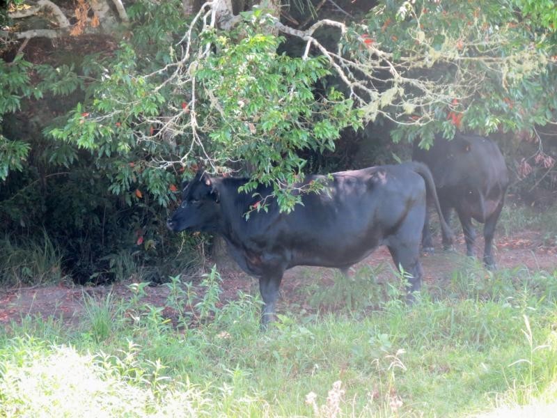 Mooral Creek NSW 2429