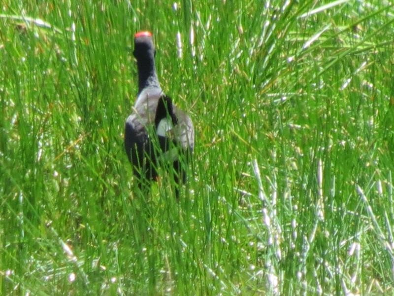 Wherrol Flat NSW 2429