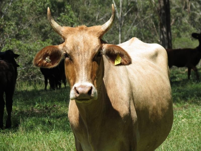 Wherrol Flat NSW 2429