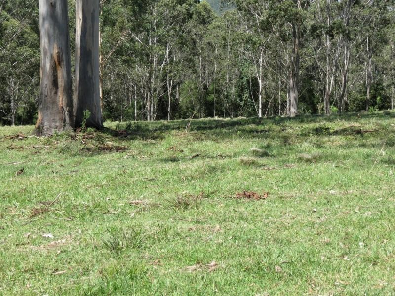 Wherrol Flat NSW 2429