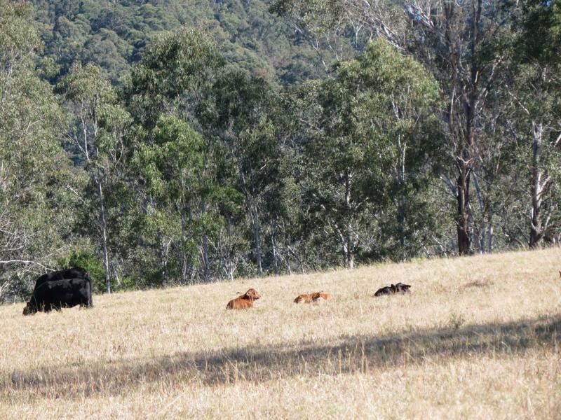 Wherrol Flat NSW 2429