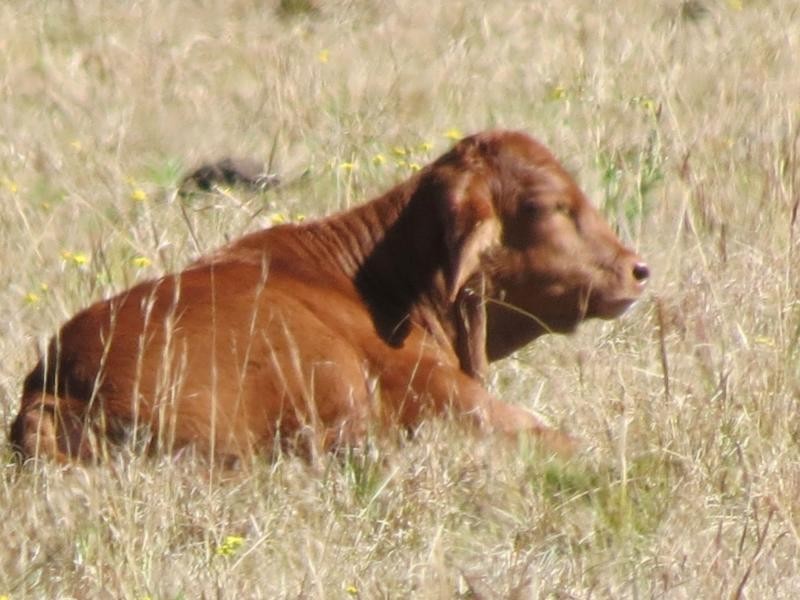 Wherrol Flat NSW 2429