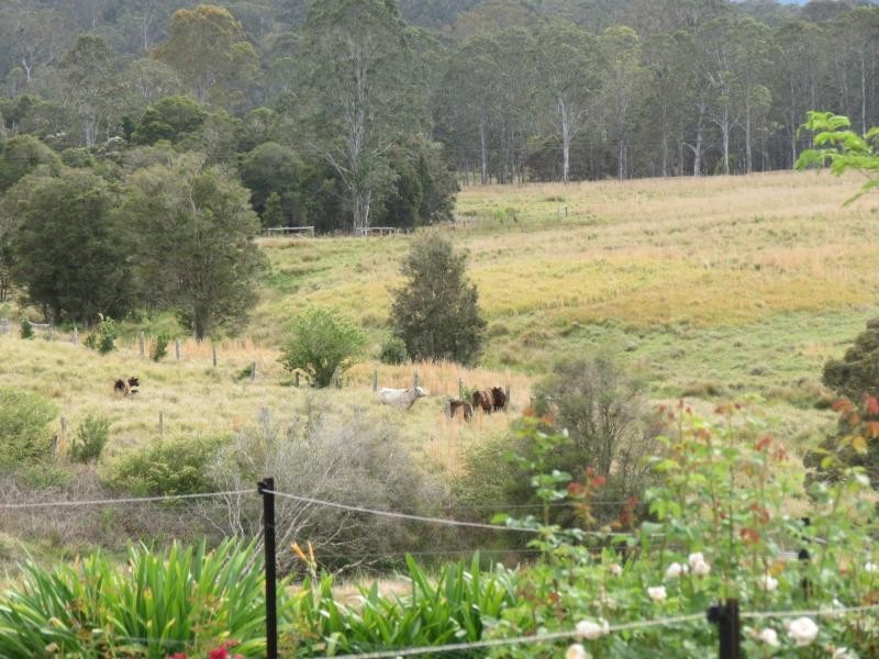 Cedar Party NSW 2429