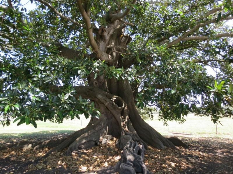 Lot 32 & 3 – 269 Cowans Lane, Oxley Island NSW 2430