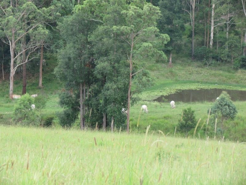 Charity Creek NSW 2424