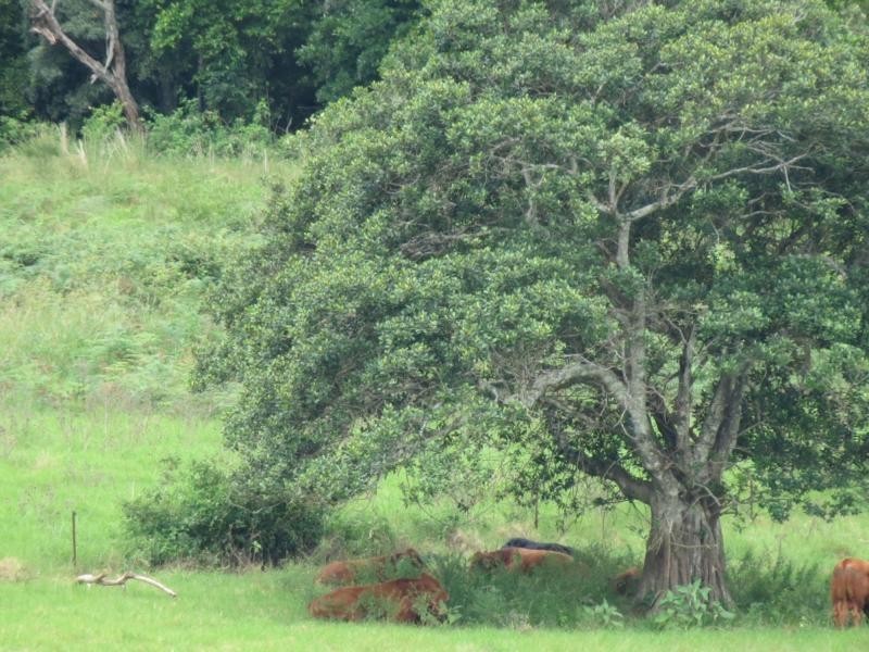 Langley Vale NSW 2426