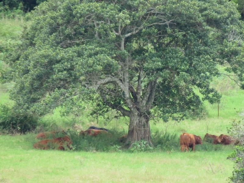 Langley Vale NSW 2426