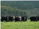 Lot 779 Tapanappa Road, Parawa SA 5203