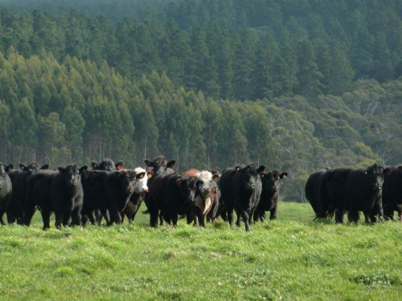 Lot 779 Tapanappa Road, Parawa SA 5203