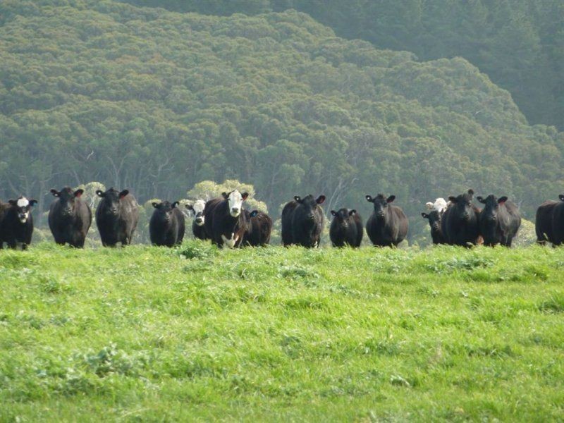 Lot 779 Tapanappa Road, Parawa SA 5203