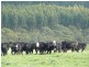 Lot 779 Tapanappa Road, Parawa SA 5203