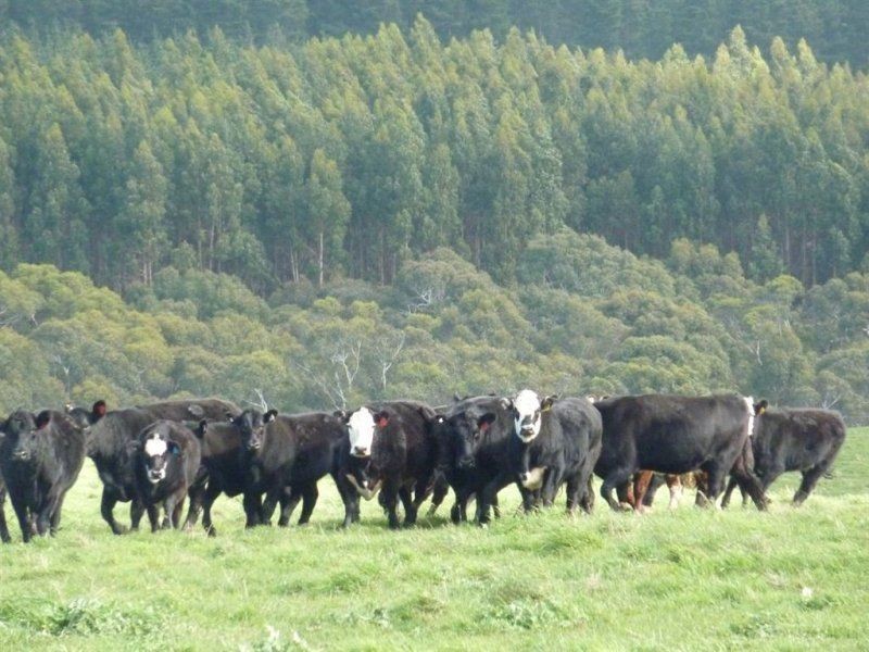 Lot 779 Tapanappa Road, Parawa SA 5203