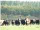 Lot 779 Tapanappa Road, Parawa SA 5203
