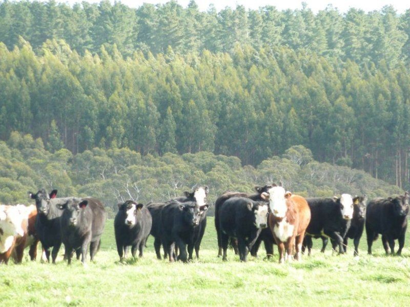 Lot 779 Tapanappa Road, Parawa SA 5203