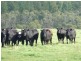 Lot 779 Tapanappa Road, Parawa SA 5203