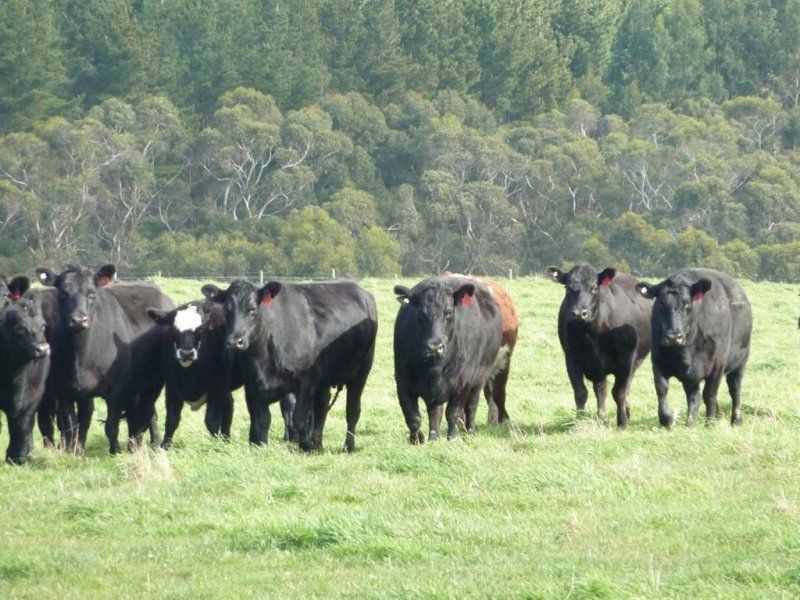 Lot 779 Tapanappa Road, Parawa SA 5203