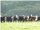 Lot 779 Tapanappa Road, Parawa SA 5203