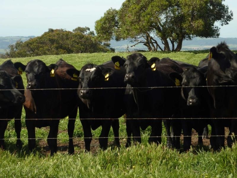 Lot 155 Springmount Road, Misty Glen, Inman Valley SA 5211