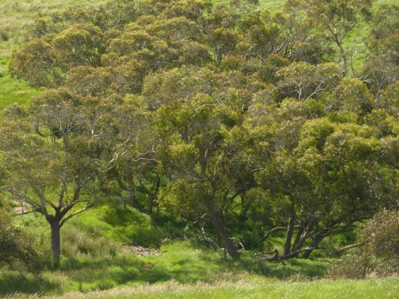 Lot 155 Springmount Road, Misty Glen, Inman Valley SA 5211