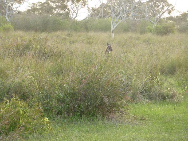 Lot 4 & 5 Kindaruar Road, Milang SA 5256