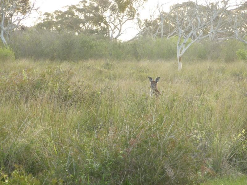 Lot 4 & 5 Kindaruar Road, Milang SA 5256