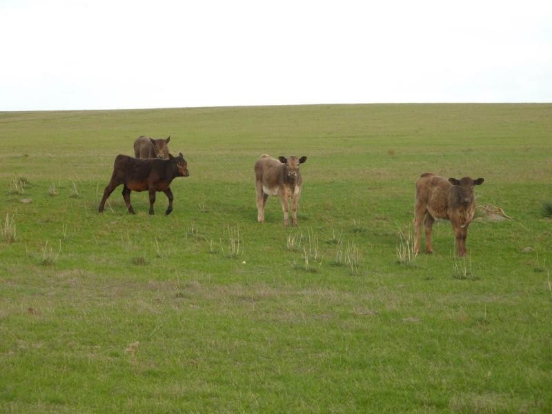 Lot 4 & 5 Kindaruar Road, Milang SA 5256