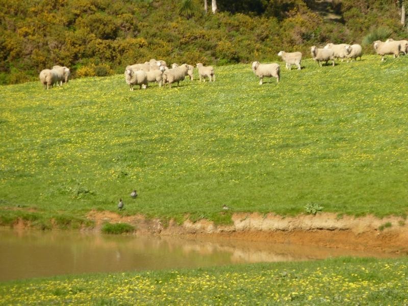 Lot 20 Main South Road, Delamere / Parawa, Delamere SA 5204