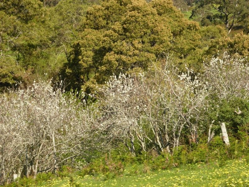 Lot 20 Main South Road, Delamere / Parawa, Delamere SA 5204