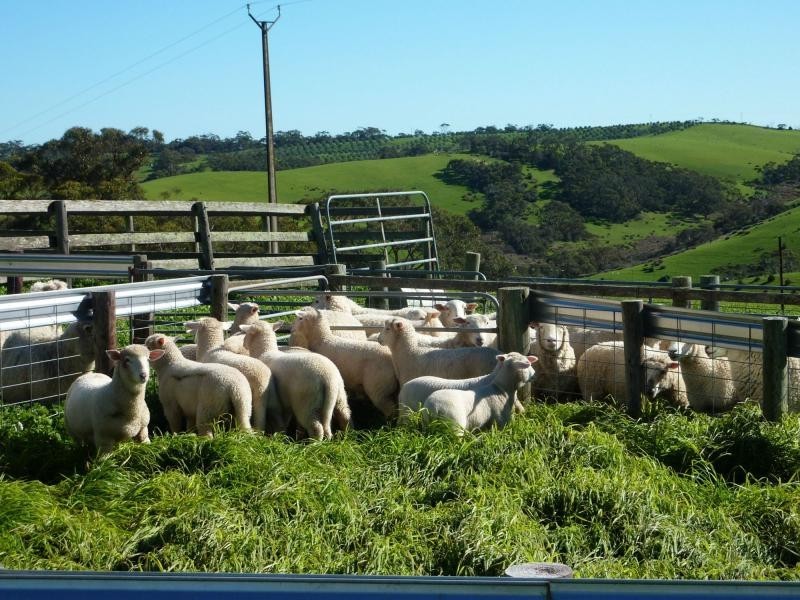 L967C Springmount Road, Inman Valley, Inman Valley SA 5211