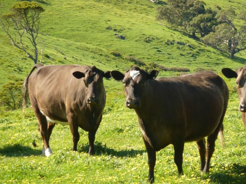 L20 Main South Road, Delamere / Parawa, Delamere SA 5204