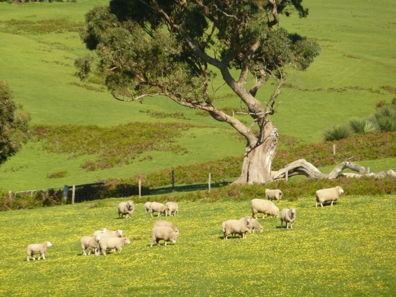 L20 Main South Road, Delamere / Parawa, Delamere SA 5204