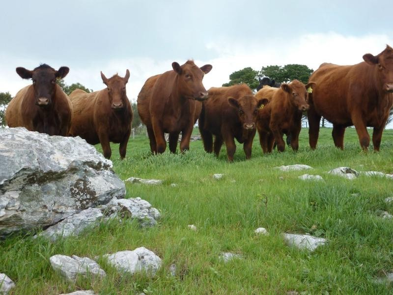 L51 Forktree Road, Carrickalinga SA 5204