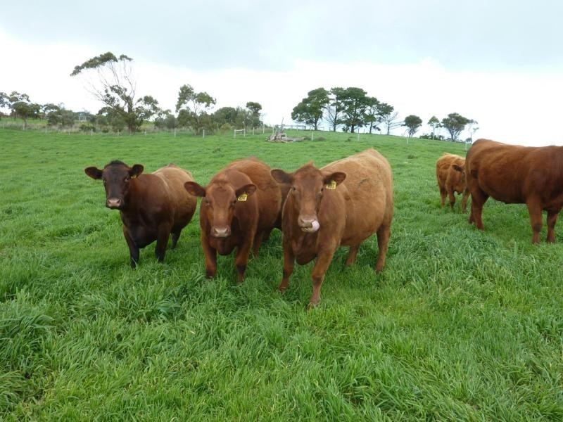 L51 Forktree Road, Carrickalinga SA 5204