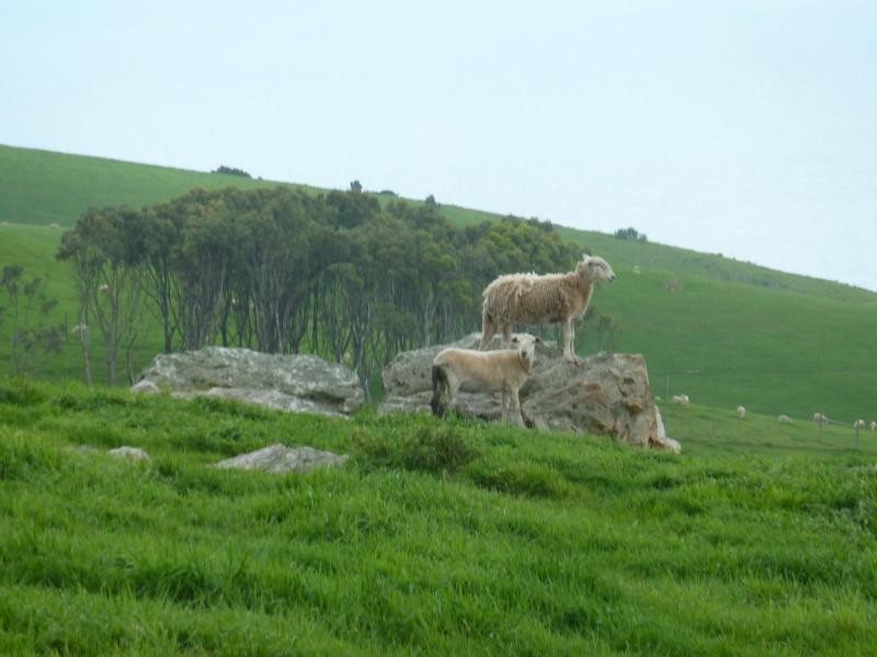 L51 Forktree Road, Carrickalinga SA 5204