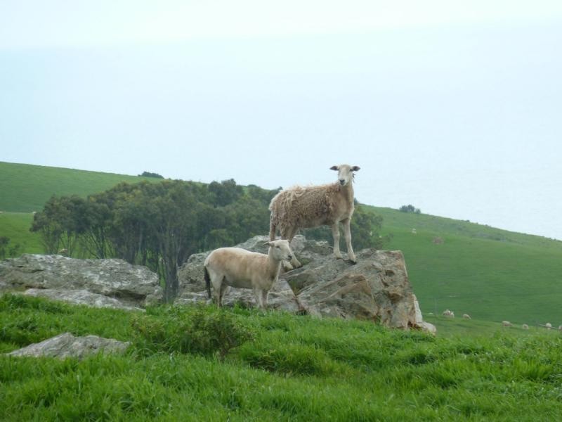 L51 Forktree Road, Carrickalinga SA 5204