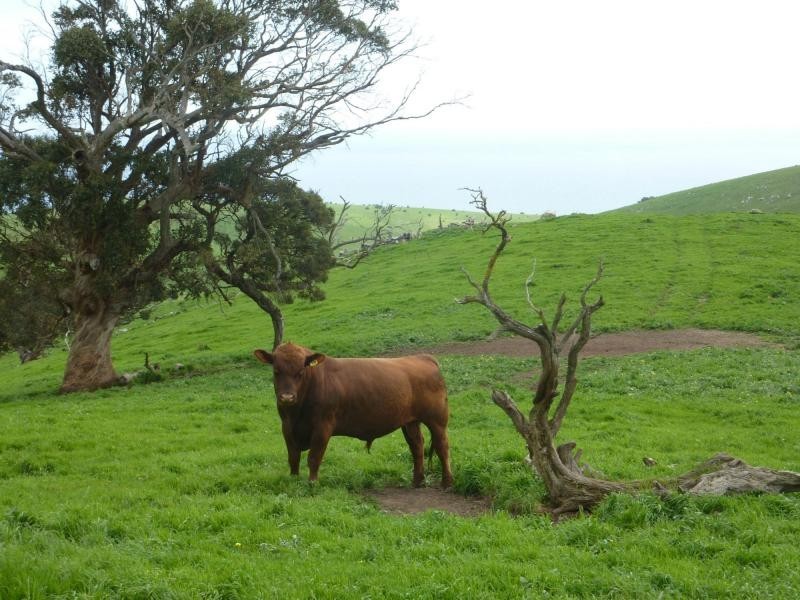L52 Forktree Road, Carrickalinga SA 5204