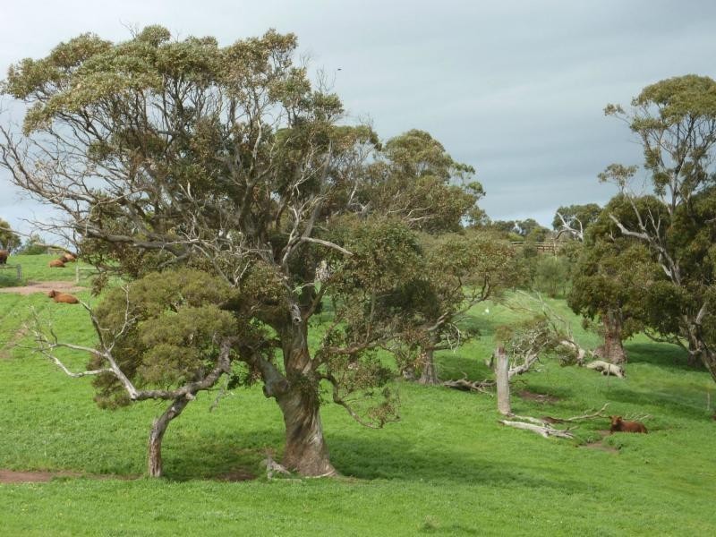 L52 Forktree Road, Carrickalinga SA 5204