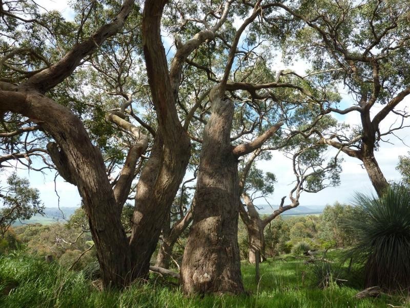 PL2 Mt Robinson Road , Currently Lot 2 Back Valley Rd, Back Valley SA 5211