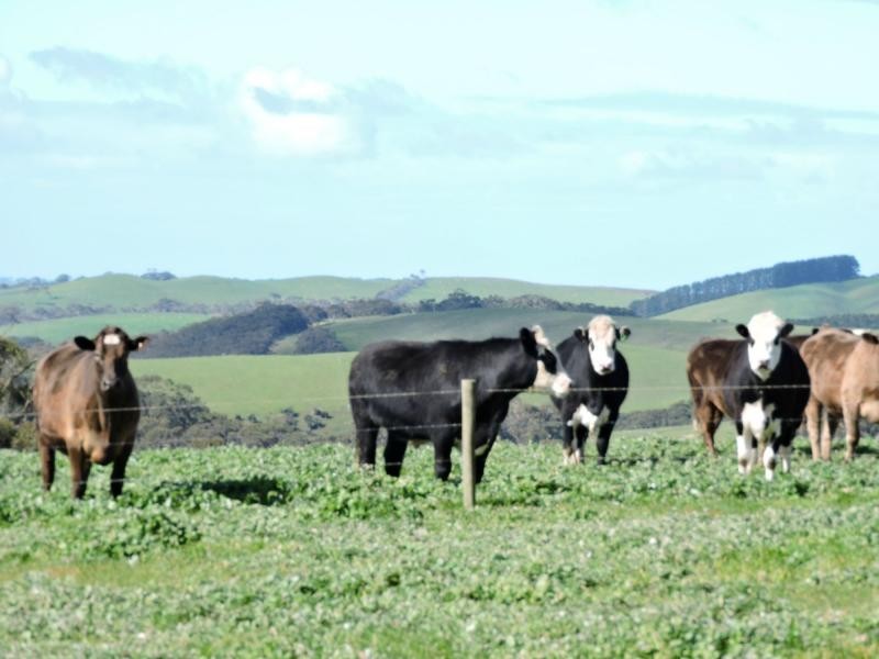 L51 Springmount Road, Hindmarsh Tiers SA 5202