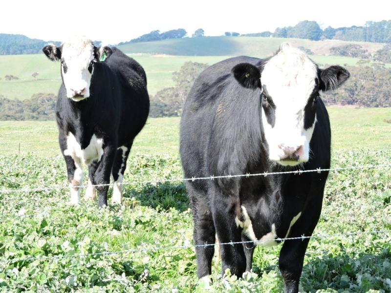 L51 Springmount Road, Hindmarsh Tiers SA 5202