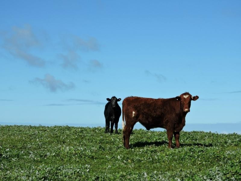 L51 Springmount Road, Hindmarsh Tiers SA 5202