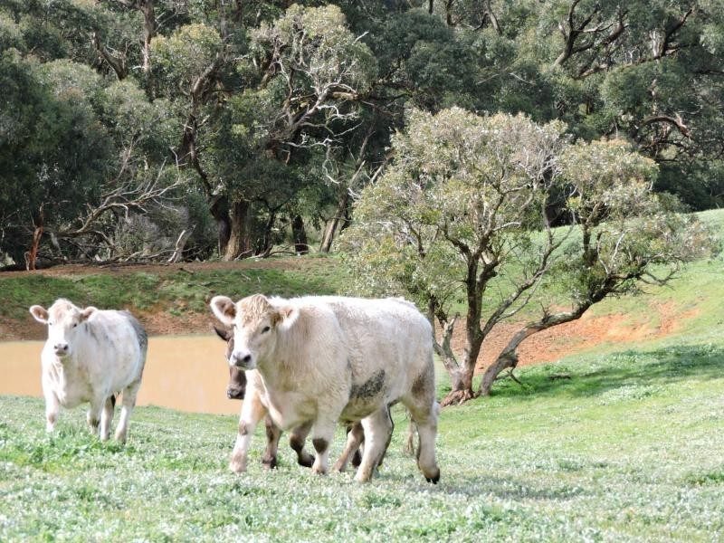 L51 Springmount Road, Hindmarsh Tiers SA 5202