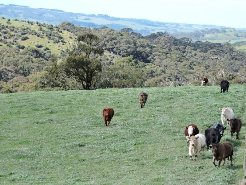 L51 Springmount Road, Hindmarsh Tiers SA 5202