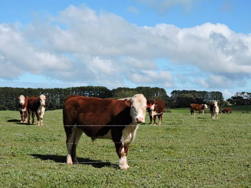 L51 Springmount Road, Hindmarsh Tiers SA 5202