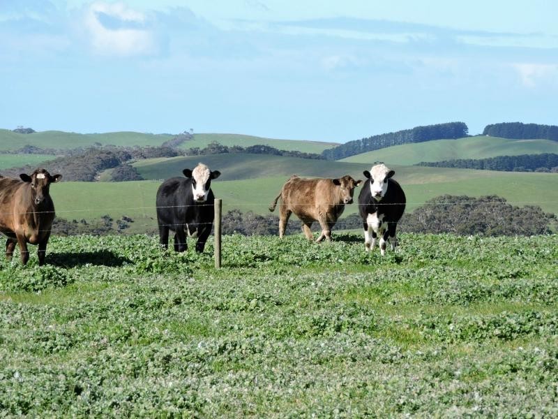 L51 Springmount Road, Hindmarsh Tiers SA 5202